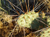 Opuntia pinkavae