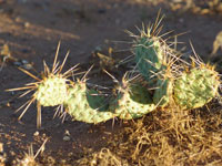 Opuntia pinkavae