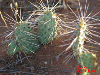 Opuntia pinkavae