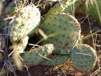 Opuntia pinkavae