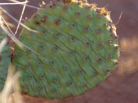 Opuntia pinkavae