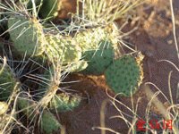 Opuntia pinkavae