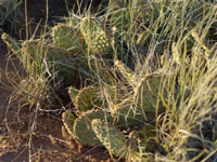 Opuntia pinkavae