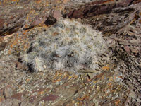 Opuntia polyacantha var. erinacea