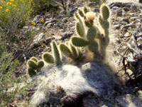 Opuntia polyacantha var. erinacea