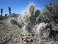 Opuntia polyacantha var. erinacea