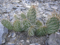 Opuntia polyacantha var. erinacea