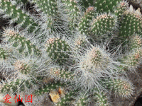 Opuntia polyacantha var. erinacea