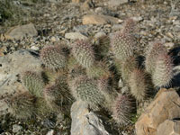 Opuntia polyacantha var. erinacea