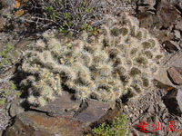 Opuntia polyacantha var. erinacea