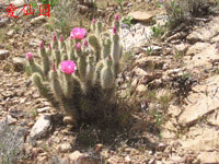 Opuntia polyacantha var. erinacea