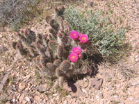 Opuntia polyacantha var. erinacea