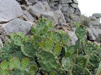 Opuntia prasina