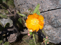 Opuntia prasina