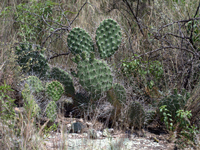 Opuntia prasina