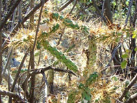 Opuntia pubescens