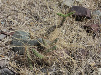 Opuntia pubescens