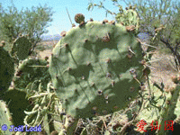 Opuntia salagria