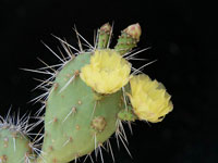 Opuntia salvadorensis