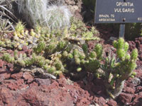 Opuntia monacantha f. monstrose