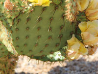 Opuntia strigil