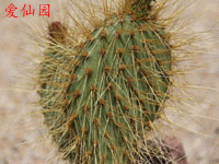 Opuntia tapona