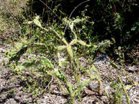 Opuntia triacantha