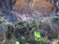 Opuntia caracassana