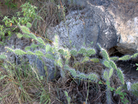 Opuntia caracassana