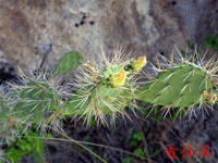 Opuntia caracassana