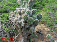 Opuntia caracassana