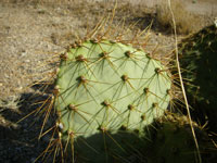 Opuntia x curvospina