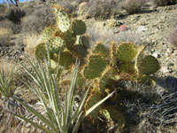 Opuntia x curvospina