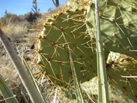 Opuntia x curvospina