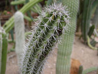 Pachycereus gatesii