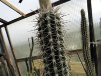 Pachycereus gatesii