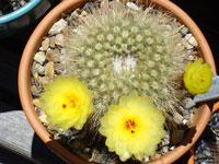 Parodia concinna subsp. agnetae