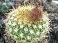 Parodia concinna subsp. agnetae