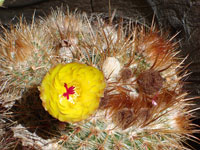 Parodia erubescens