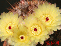 Parodia erubescens