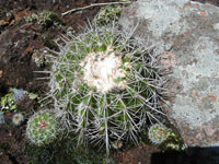 Parodia langsdorfii