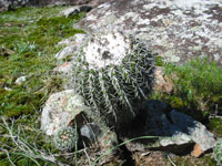 Parodia langsdorfii