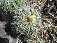 Parodia langsdorfii