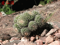 Parodia langsdorfii