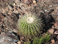 Parodia langsdorfii