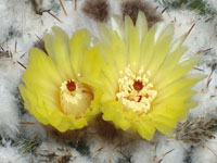 Parodia langsdorfii