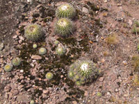 Parodia langsdorfii