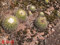 Parodia langsdorfii