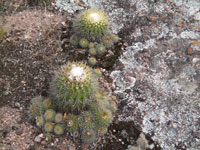 Parodia langsdorfii