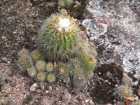 Parodia langsdorfii